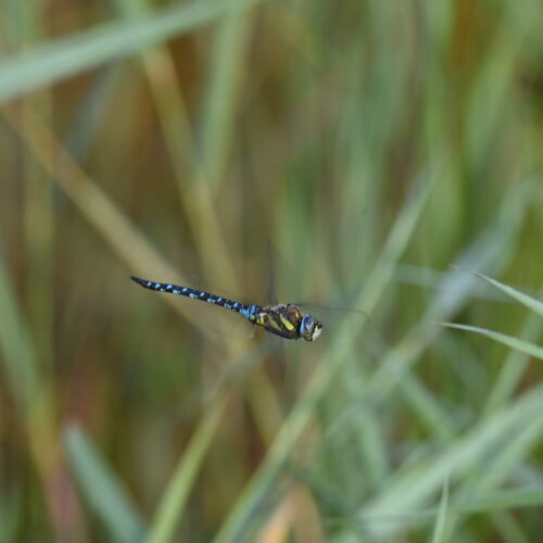 Aeshna mixta Paardenbijetr