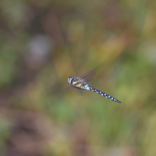 Aeshna mixta Paardenbijetr