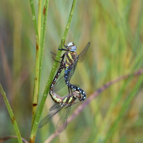 Aeshna mixta Paardenbijetr