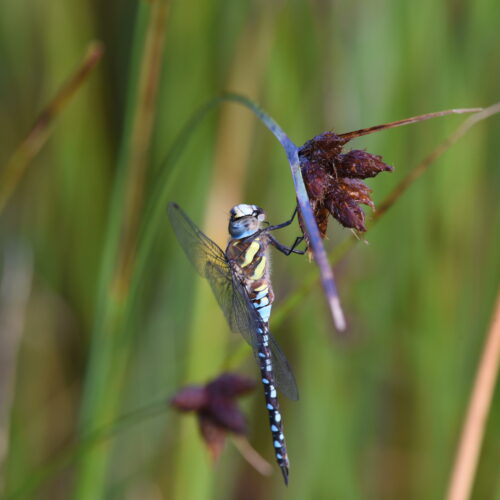 Aeshna mixta Paardenbijetr