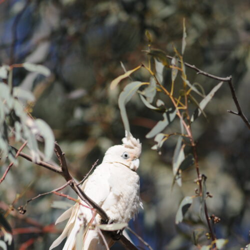 Red Centre, Gem Tree, Little Corella