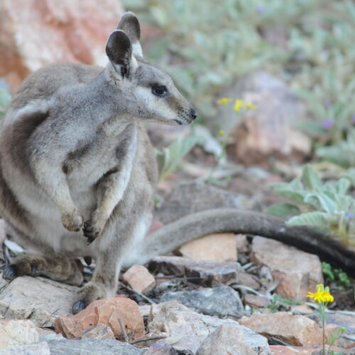 Red Centre, Alice Springs, Black footed Rock Wallaby