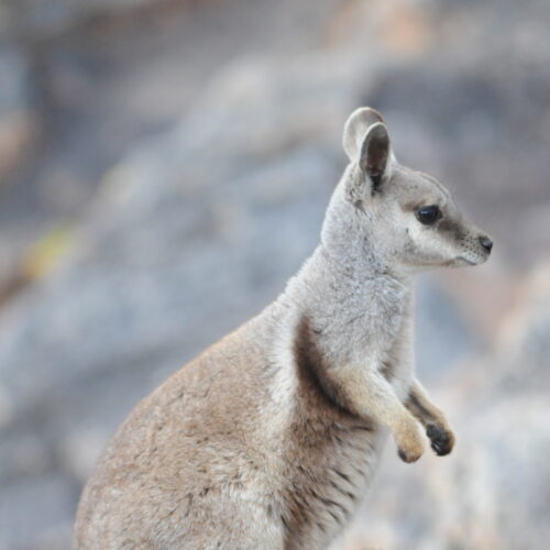 Red Centre, Alice Springs, Black footed Rock Wallaby