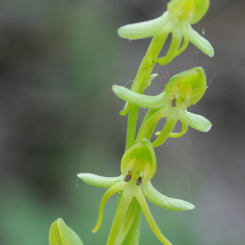 Habenaria tridactylites