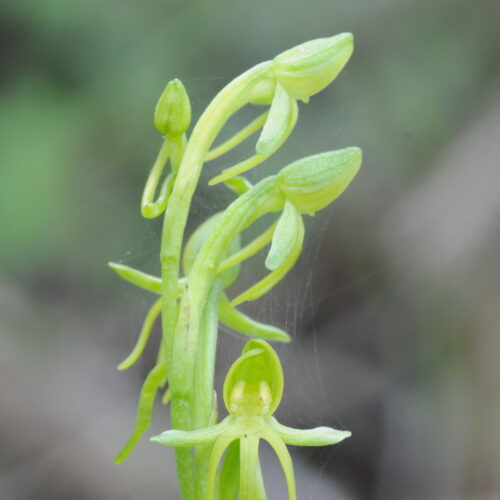 Habenaria tridactylites