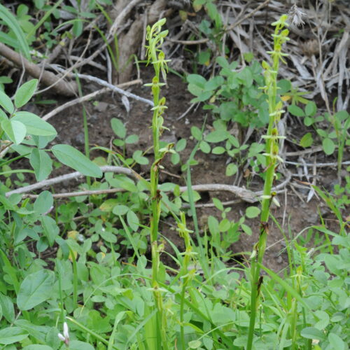 Habenaria tridactylites