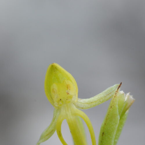 Habenaria tridactylites