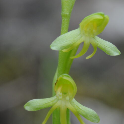 Habenaria tridactylites