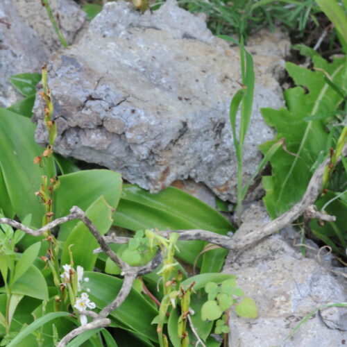 Habenaria tridactylites