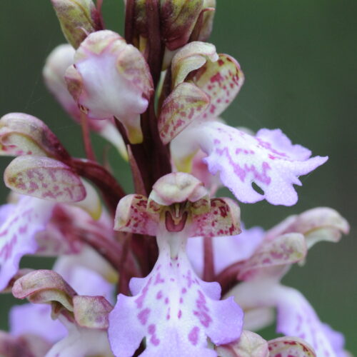 Himantoglossum metlescianum