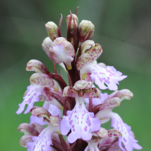 Himantoglossum metlescianum