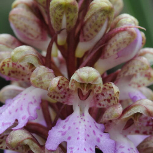 Himantoglossum metlescianum