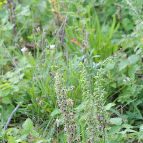 Epipactis helleborine ssp neerlandica