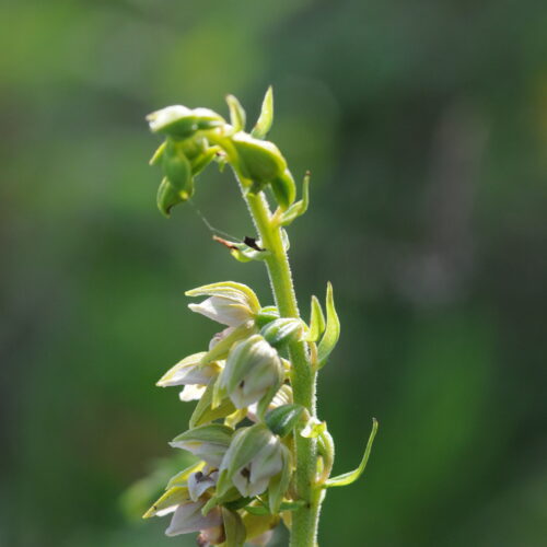 Epipactis helleborine ssp neerlandica