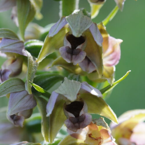 Epipactis helleborine ssp neerlandica