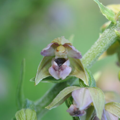 Epipactis helleborine ssp neerlandica