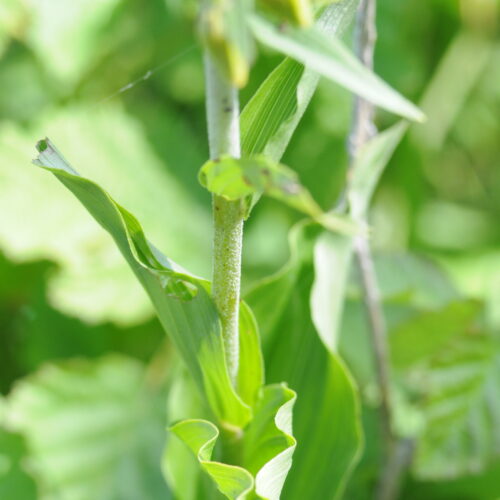 Epipactis helleborine ssp neerlandica