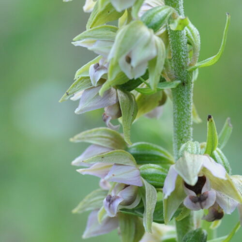 Epipactis helleborine ssp neerlandica