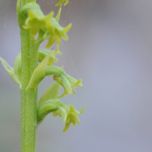 Gennaria diphylla