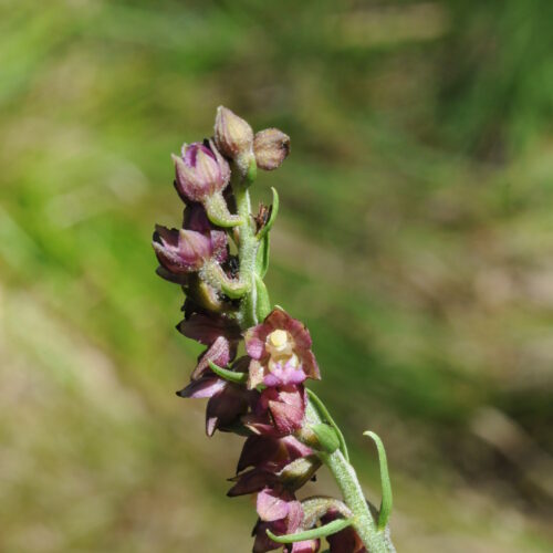 Epipactis atrorubens