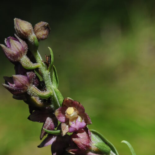 Epipactis atrorubens