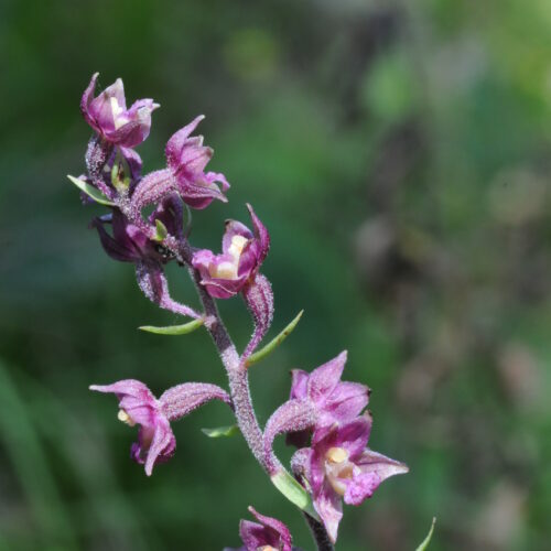 Epipactis atrorubens