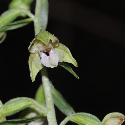 Epipactis leptochila