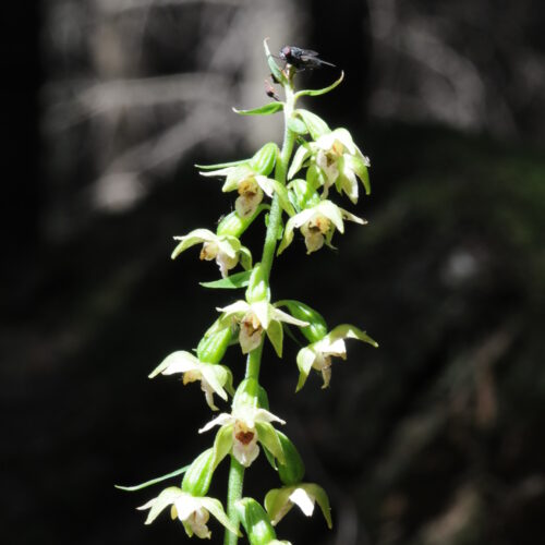 Epipactis leptochila