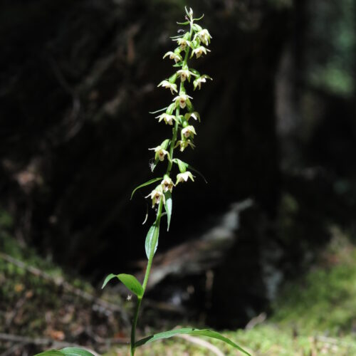 Epipactis leptochila