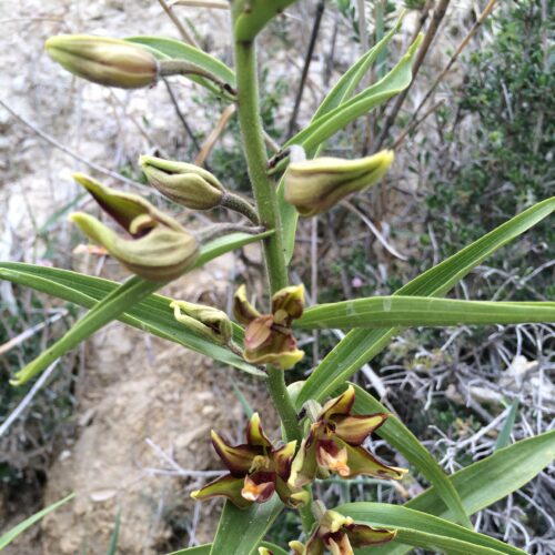 Epipactis veratrifolia