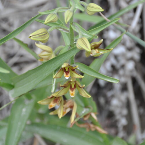 Epipactis veratrifolia