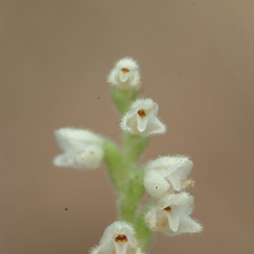 Goodyera repens