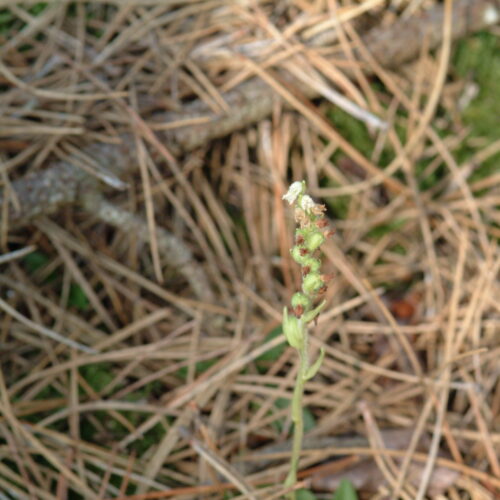 Goodyera repens