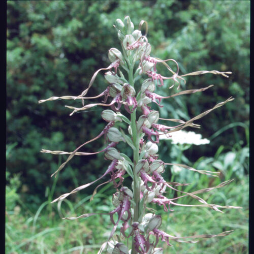 Himantoglossum adriaticum