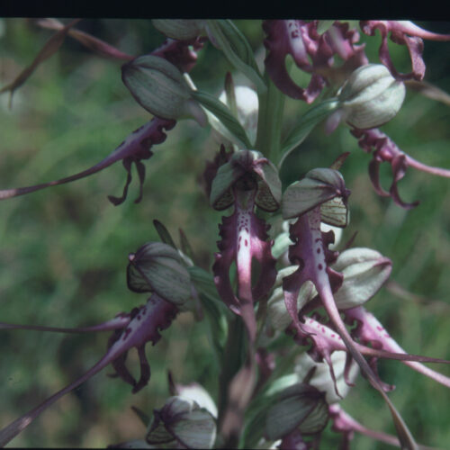 Himantoglossum adriaticum