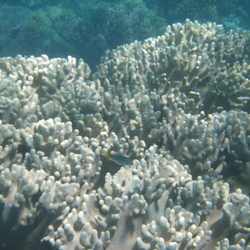 Hastings Reef