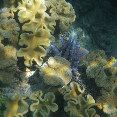 Hastings Reef