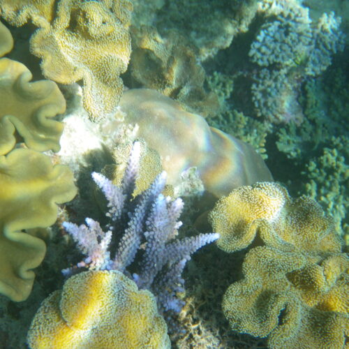 Hastings Reef