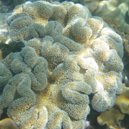 Hastings Reef