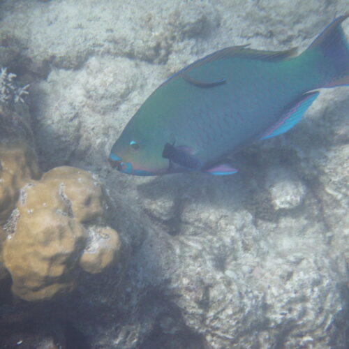 Hastings Reef