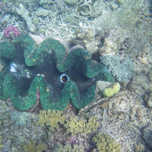 Hastings Reef