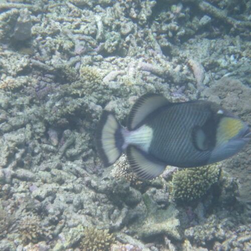 Hastings Reef