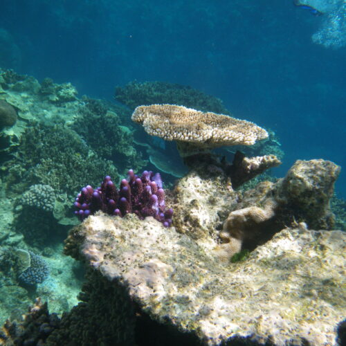 Hastings Reef