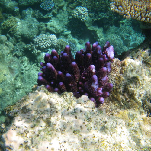 Hastings Reef