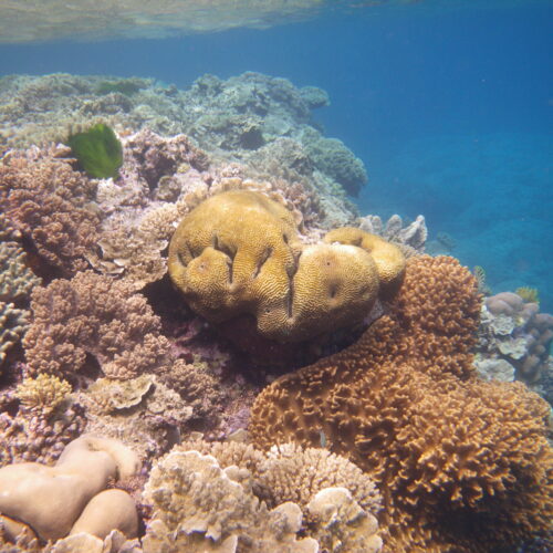 Hastings Reef