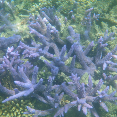 Fitzroy Island