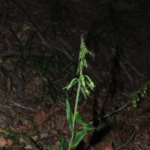 Epipactis greuteri