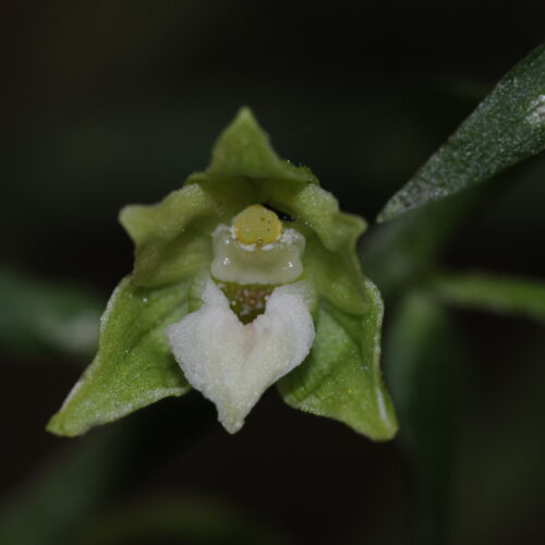 Epipactis greuteri