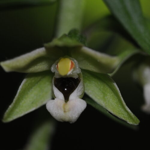 Epipactis greuteri