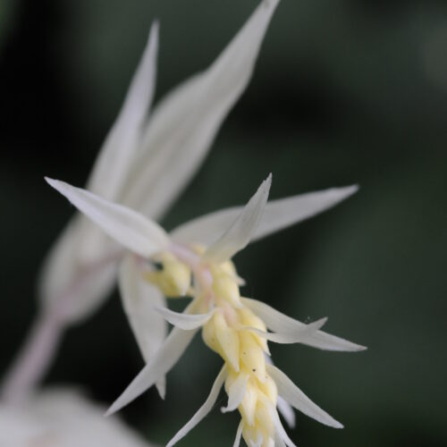 Epipactis helleborine forma alba